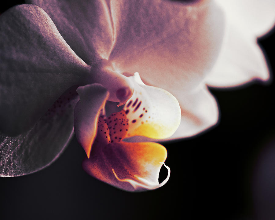 Orchid Sunset Photograph by Sue Capuano