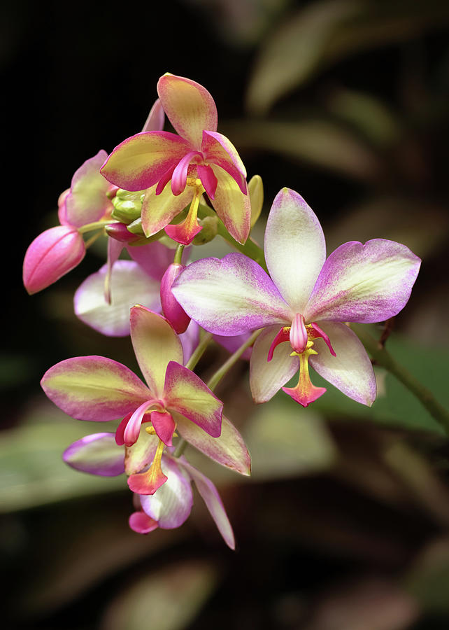 Orchid Photograph by Susan Rissi Tregoning