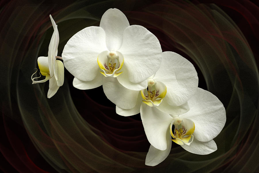 Orchid Swirl Photograph by Hazy Apple