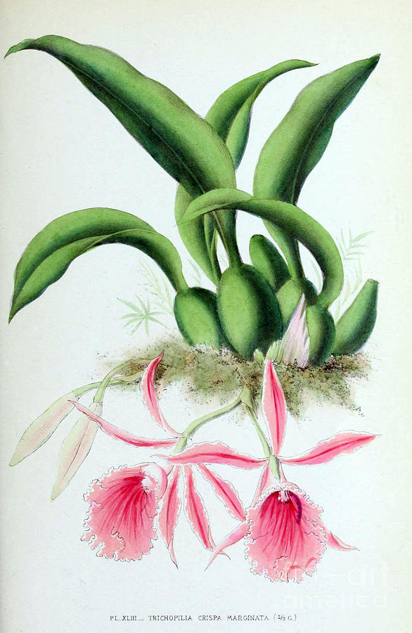 Orchid, T. Crispa Marginata, 1880 Photograph by Biodiversity Heritage Library