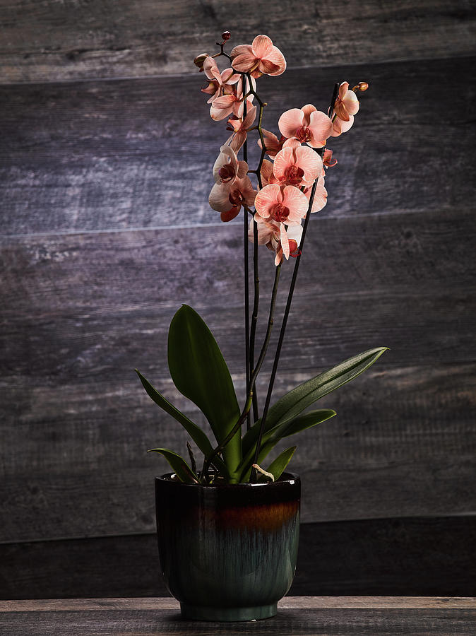 Orchid by Teresa Mann Orchid by Teresa Mann
