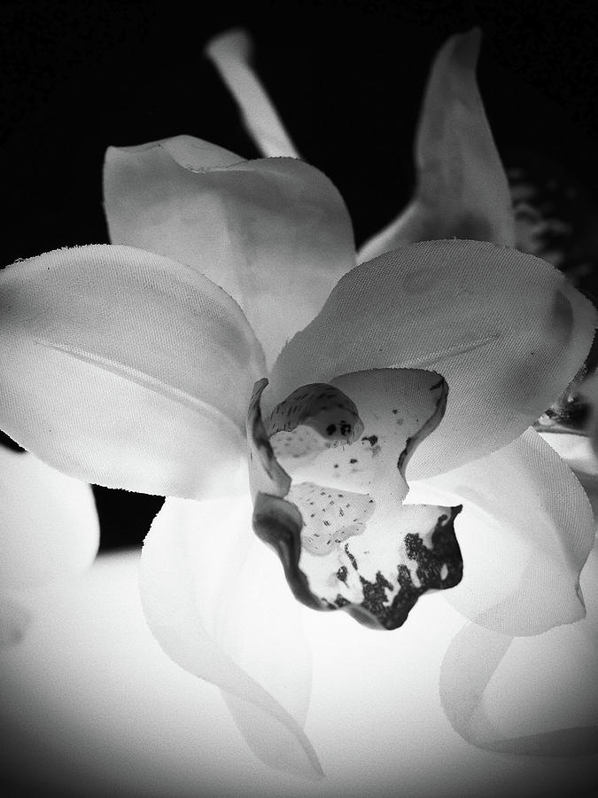 Black And White Photograph - Orchid -terrestrial by Tom Druin