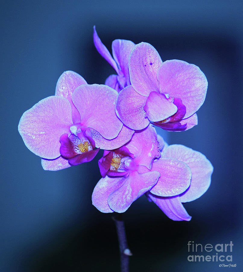 Orchid Photograph by Terri Mills