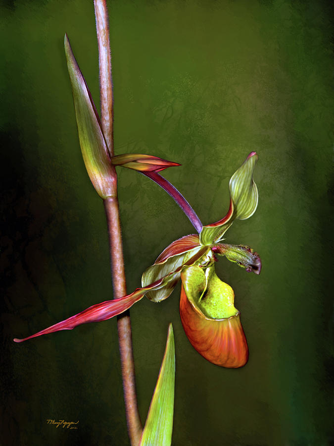 Orchid  Digital Art by Thanh Thuy Nguyen