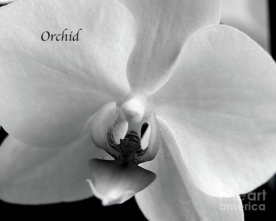 Orchid Macro No. 1 Photograph by Sherry Hallemeier
