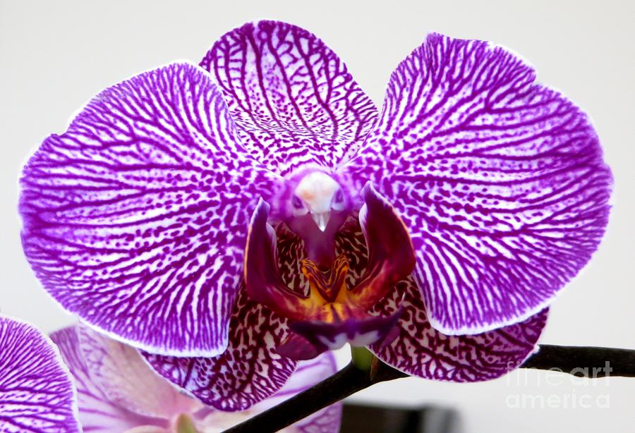 Orchid Photograph by Tim Townsend