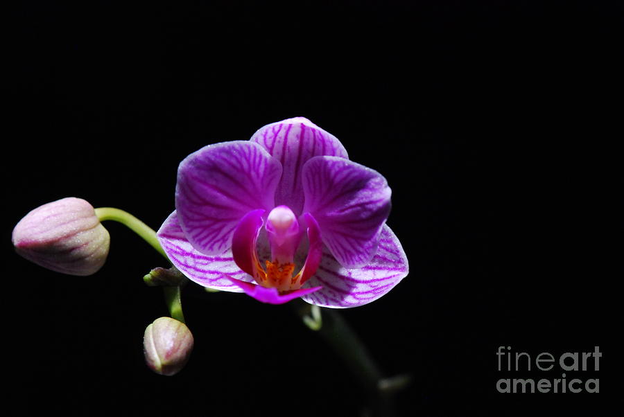 Orchid Photograph - Orchid to Light by Chad Natti