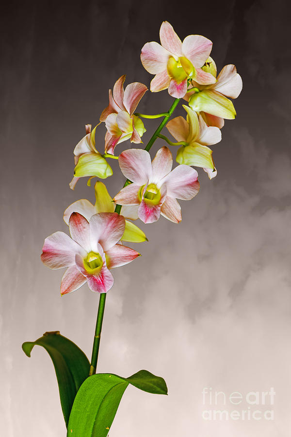 Orchid Photograph - Orchid Tree II by Bruce Bain