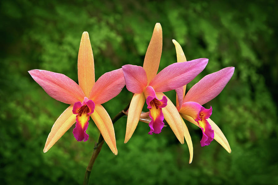 Orchid Trio Photograph by Carolyn Derstine