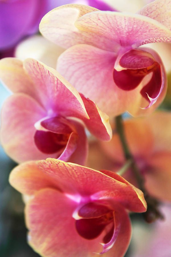 Orchid Trio Photograph by Jessica Jenney
