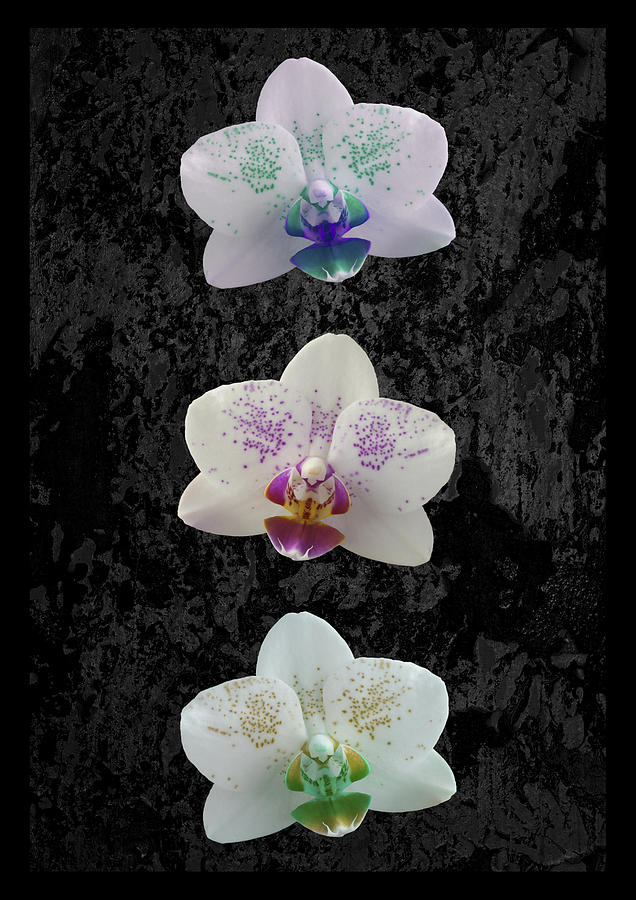 Orchid Trio Photograph by Hazy Apple