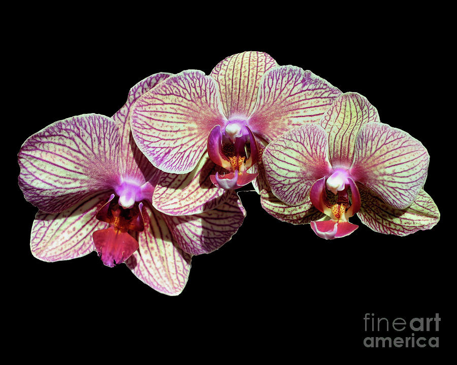 Orchid Trio On Black Photograph by Smilin Eyes Treasures