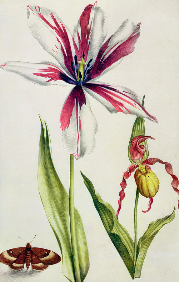 Orchid, Tulip and Butterfly Painting by Nicolas Robert
