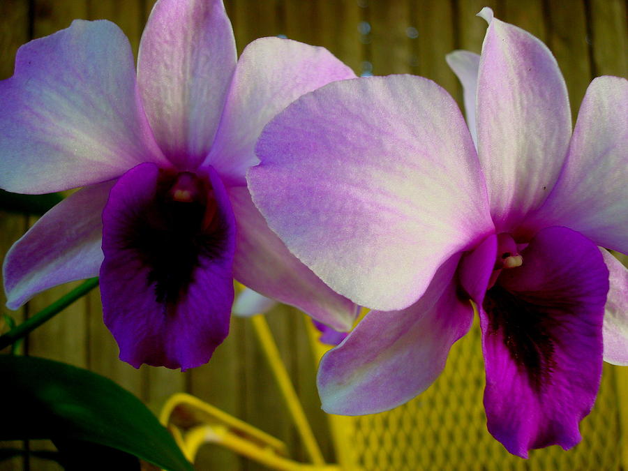 Orchid Twins Photograph by Julie Pappas