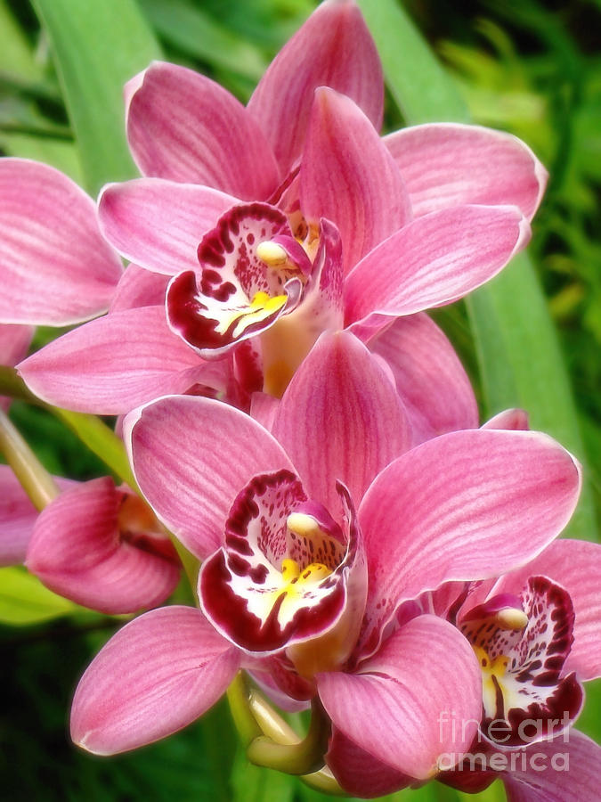 Orchid Twins Up Close Photograph by Sue Melvin