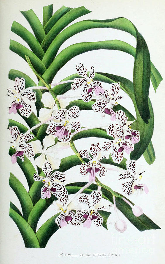 Orchid, Vanda Suavis, 1880 Photograph by Biodiversity Heritage Library