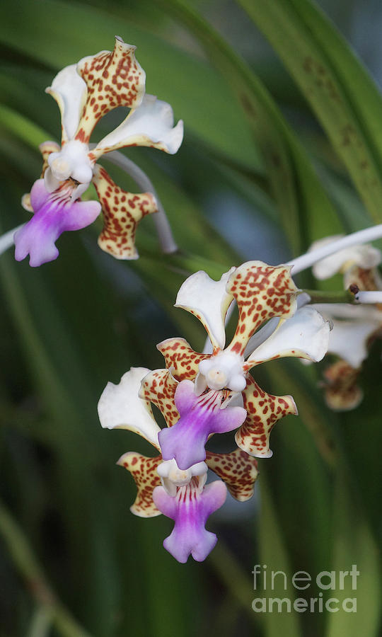 Orchid Vanda Tricolor Photograph by Rudi Prott