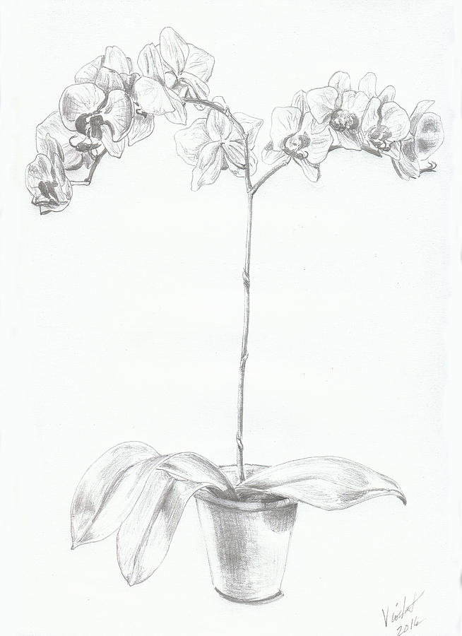 Orchid Drawing by Violet Jaffe