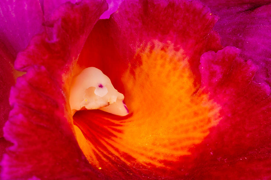 Orchid Vortex 458 by Wesley Elsberry Orchid Vortex 458 by Wesley Elsberry
