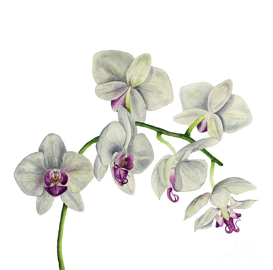 Orchid Watercolor Painting Painting by Chiho Watanabe