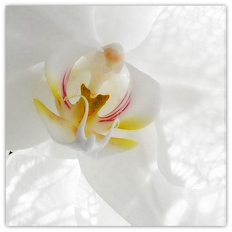 Orchid White Photograph by Halina Nechyporuk