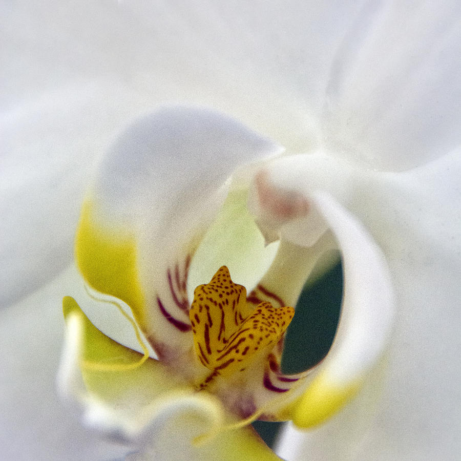 Orchid White Photograph by Robert Fawcett