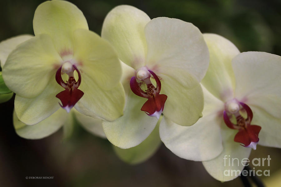 Orchid White Trio Photograph by Deborah Benoit