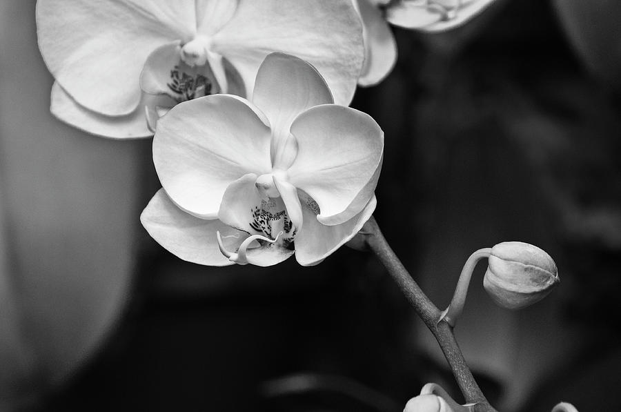 Orchid Photograph by Wilma  Birdwell