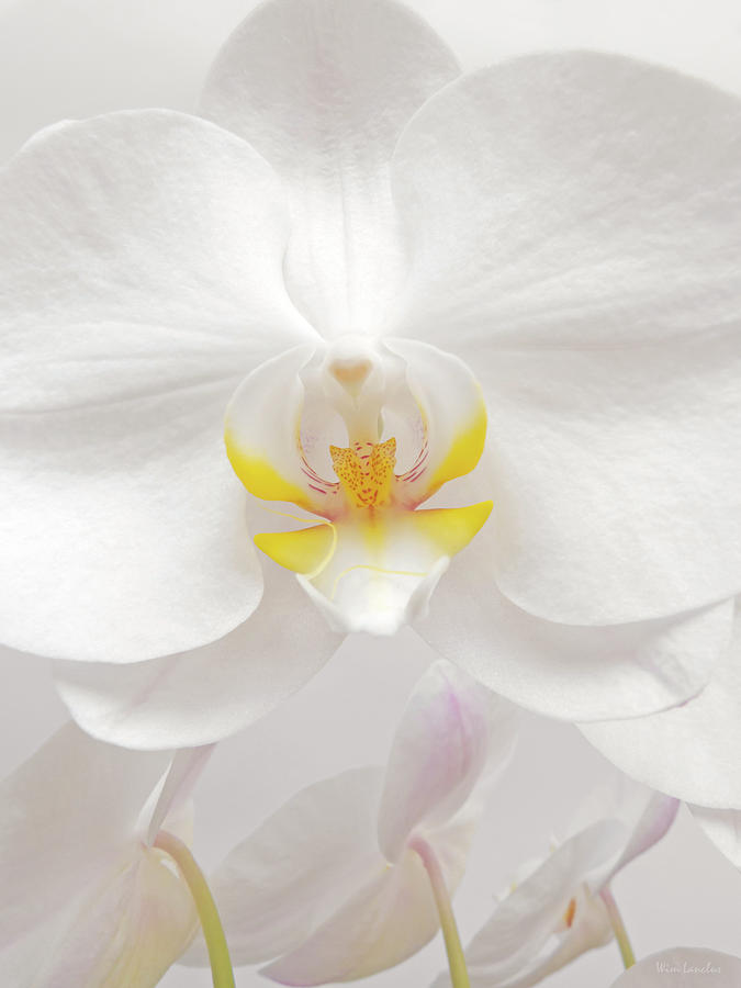 Orchid Photograph - Orchid by Wim Lanclus