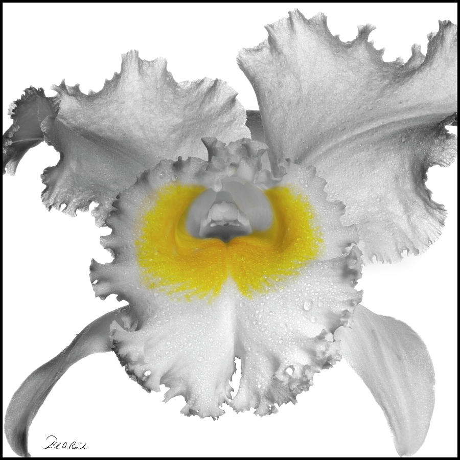 Orchid Photograph - Orchid Wings by Frederic A Reinecke