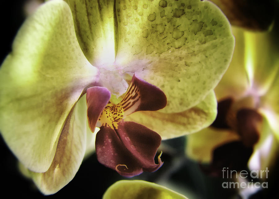 Orchid with a Tongue Photograph by Barry Weiss