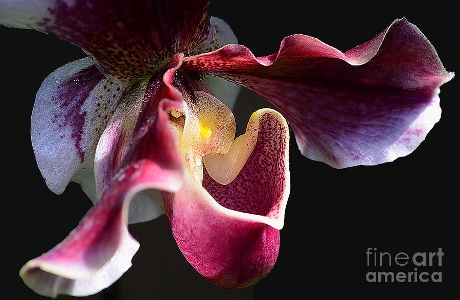 Orchid with Attitude Photograph by Cindy Manero