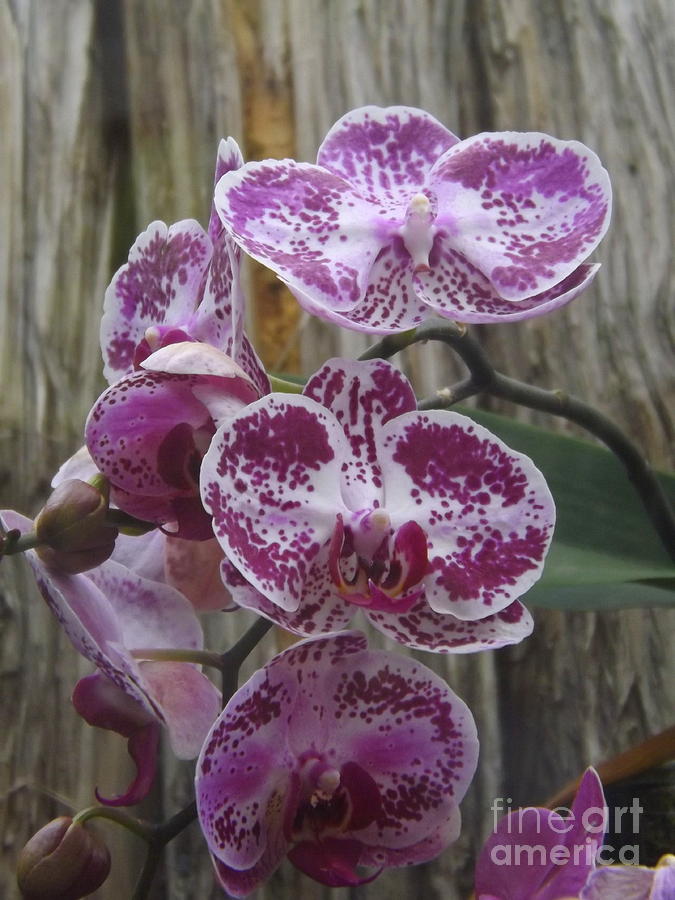 Orchid with Purple Patches Photograph by Lingfai Leung