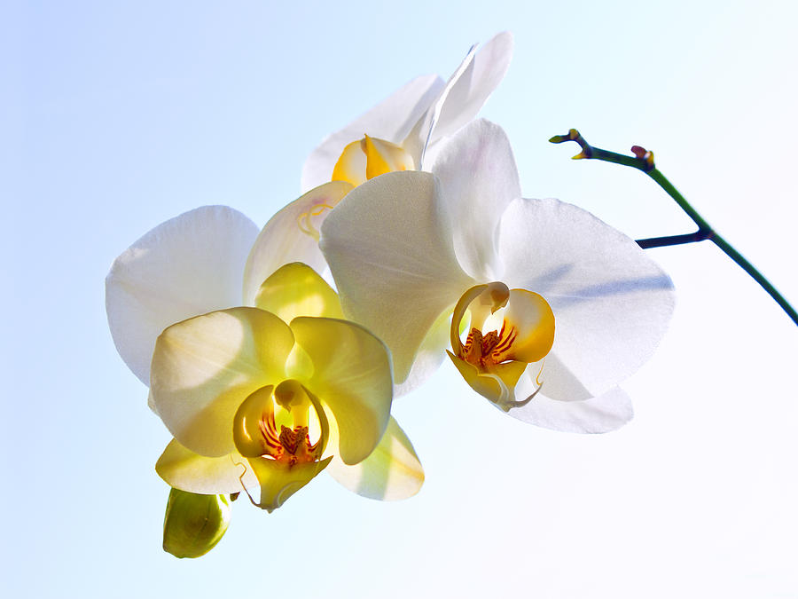 Orchid with Sky Background Photograph by Victor Kovchin