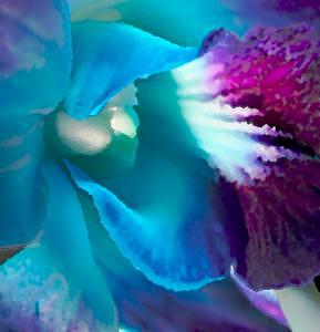 Orchid Flower Photograph - Orchid Wizard by Linda Sabaj Orchid Flower Photograph - Orchid Wizard by Linda Sabaj