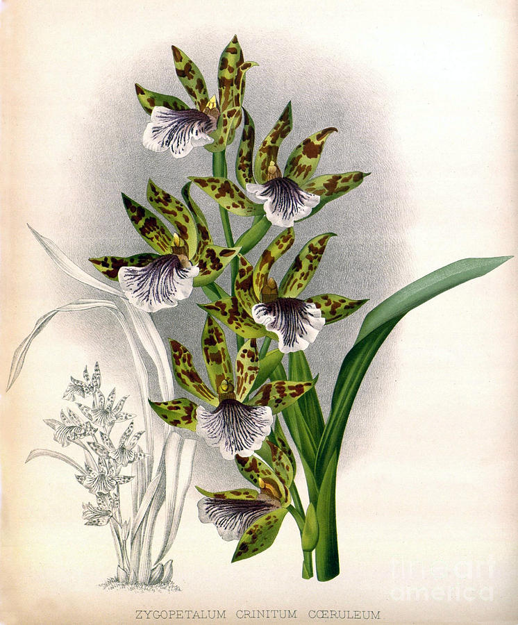 Orchid, Z. Crinitum Coeruleum, 1891 Photograph by Biodiversity Heritage Library