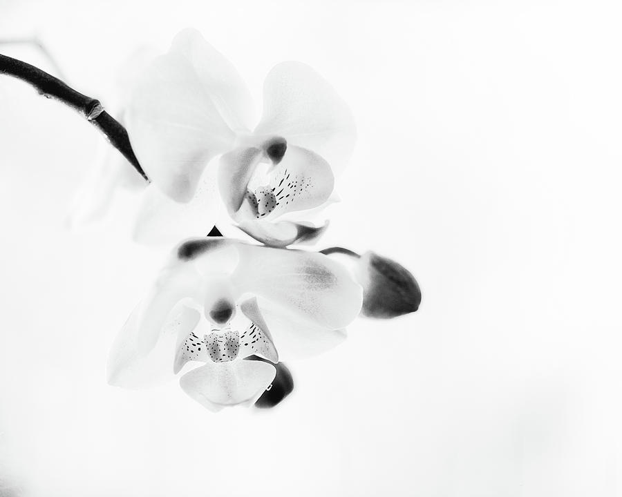 Orchid Zen Monotone Photograph by Sue Capuano
