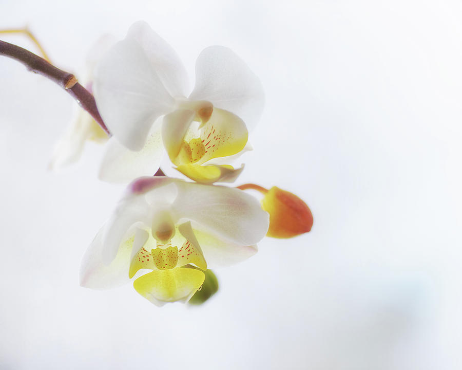 Orchid Zen Photograph by Sue Capuano