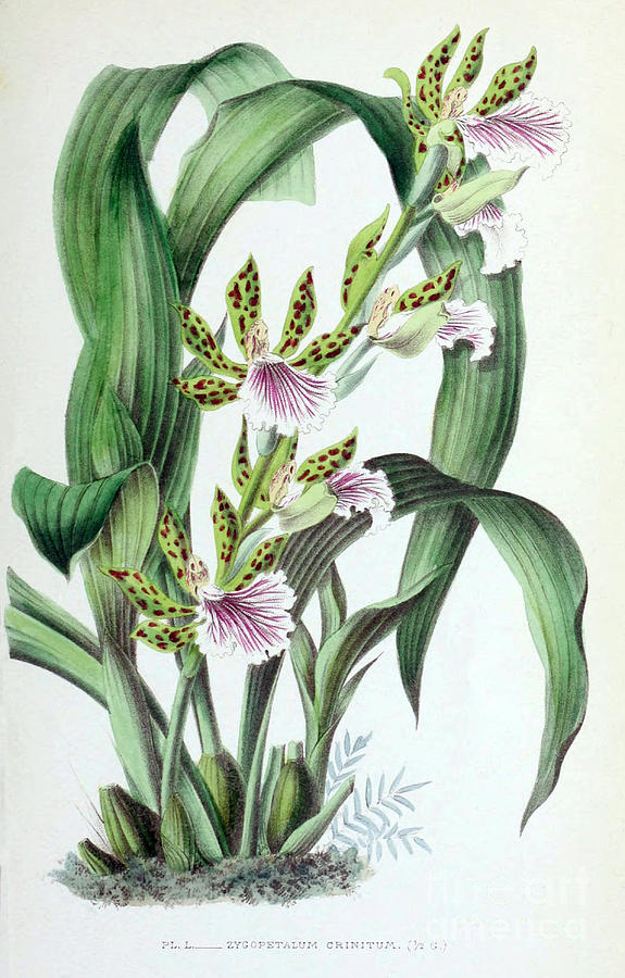Orchid, Zygopetalum Crinitum, 1880 Photograph by Biodiversity Heritage Library