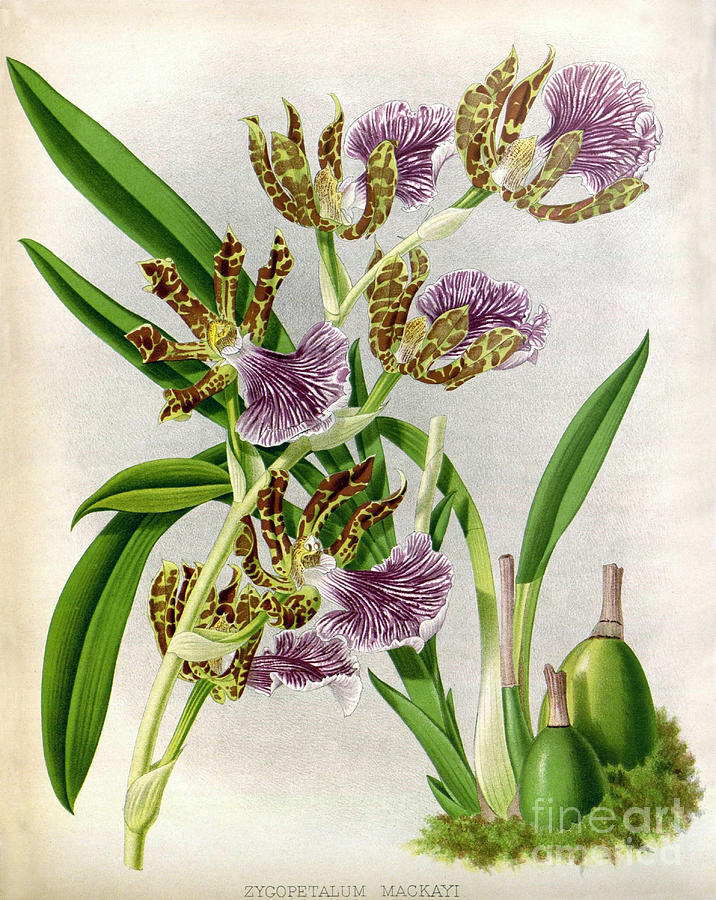 Orchid, Zygopetalum Mackayi, 1891 Photograph by Biodiversity Heritage Library