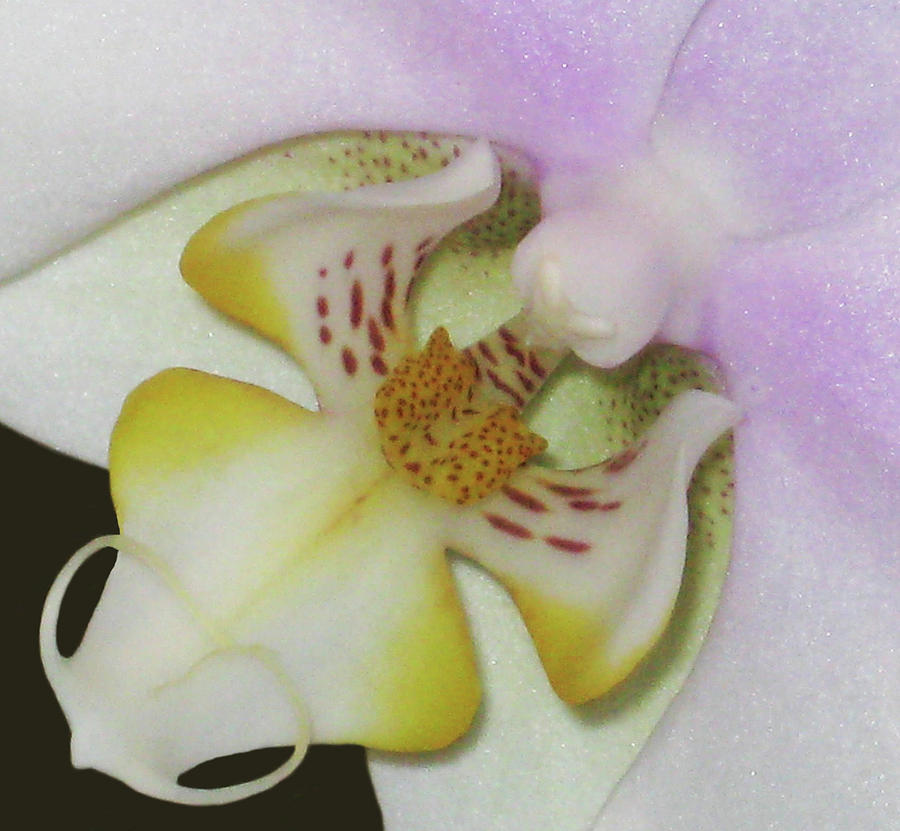 Orchids - Close Up Photograph by Kerri Ligatich
