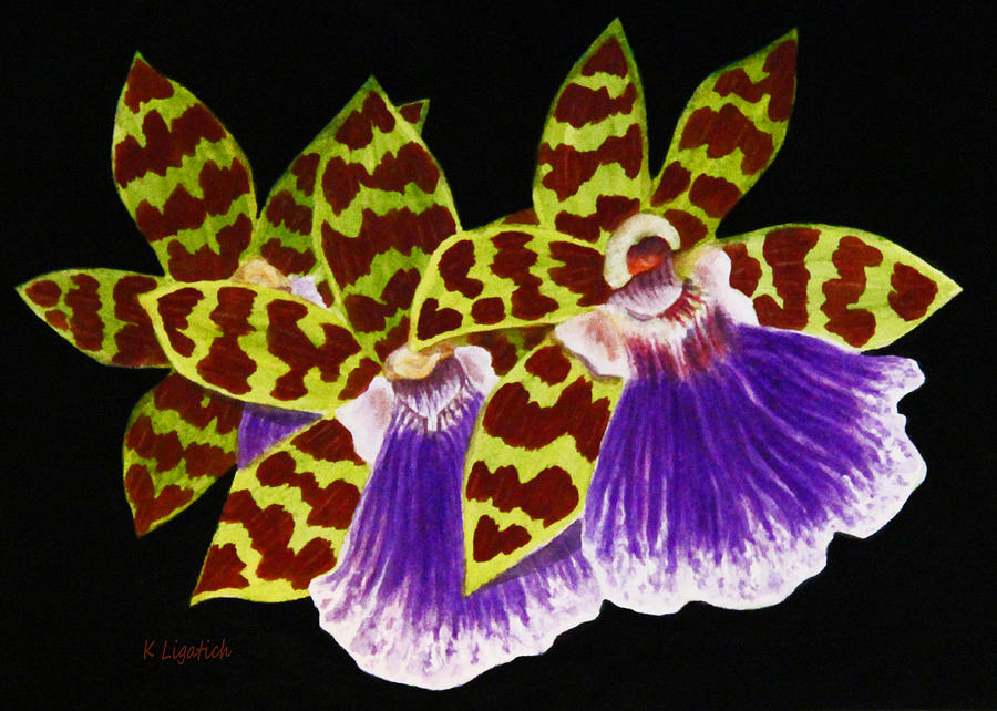 Orchids - Jumping Jacks with Black Background Painting by Kerri Ligatich