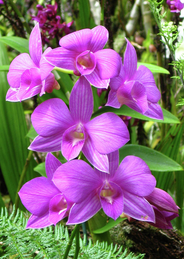 Flower Photograph - Orchids - Purple by Kerri Ligatich