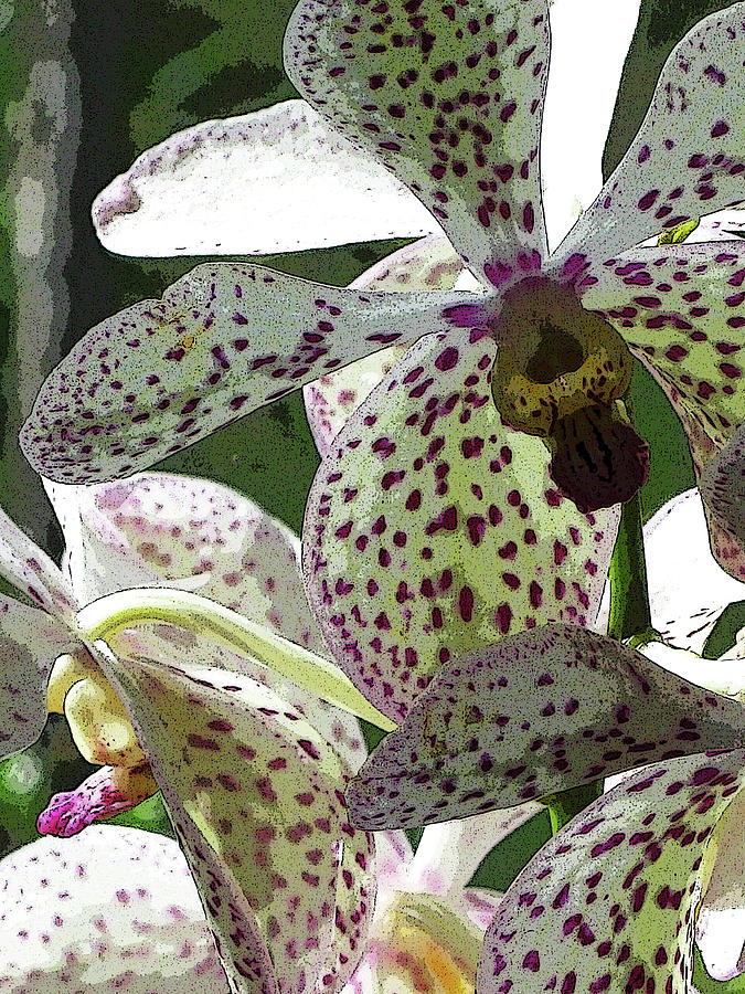 Flower Digital Art - Orchids - Purple Polka Dots by Kerri Ligatich