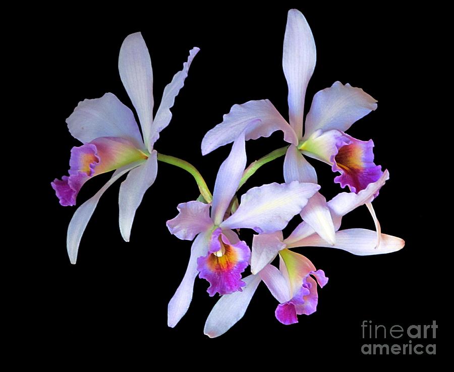 Orchids Photograph - Orchids 1 by David Carvell