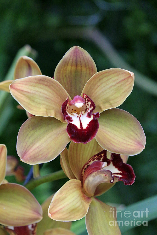 Orchids 1 by Jamie Smith Orchids 1 by Jamie Smith