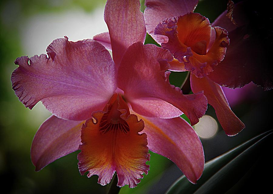 Orchids 1 Photograph by Karen McKenzie McAdoo