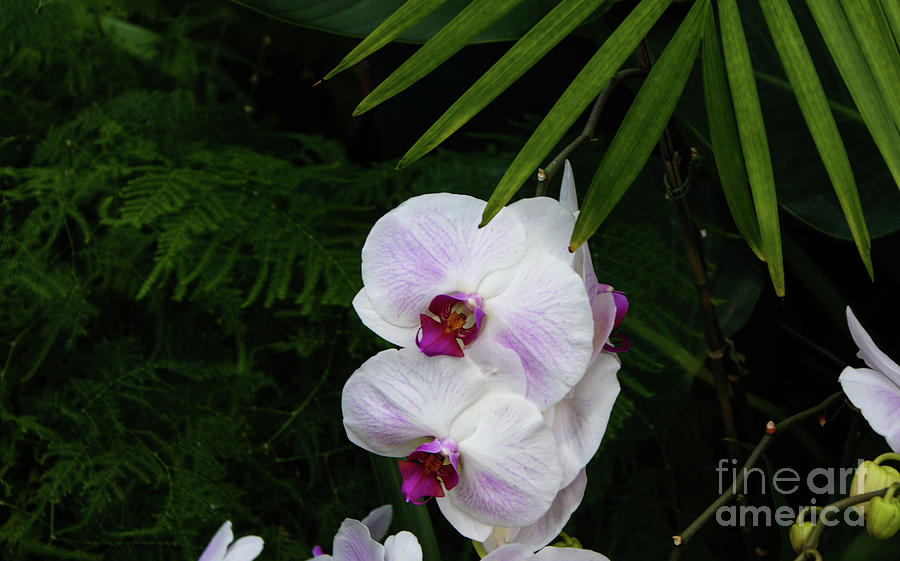 Orchids #1 Photograph