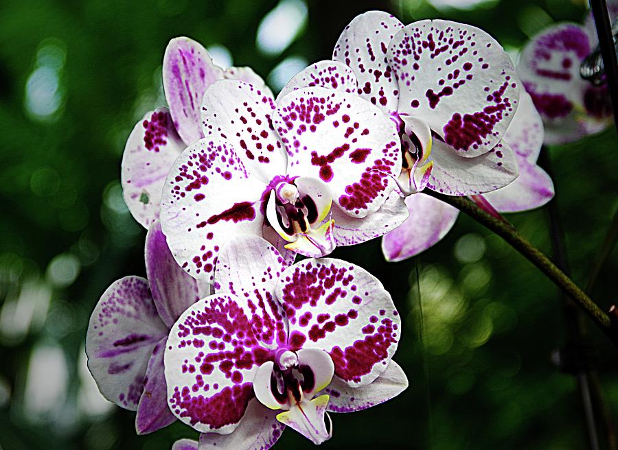 Orchids 17 Photograph by Karen McKenzie McAdoo
