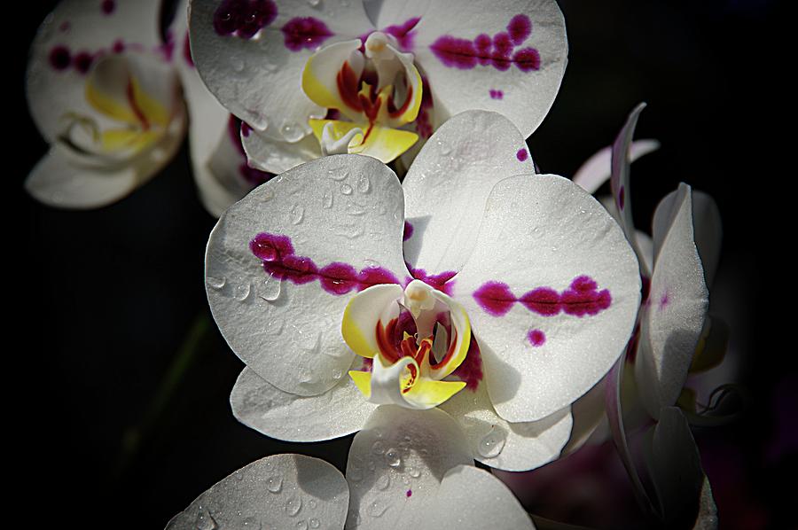 Orchids 19 Photograph by Karen McKenzie McAdoo